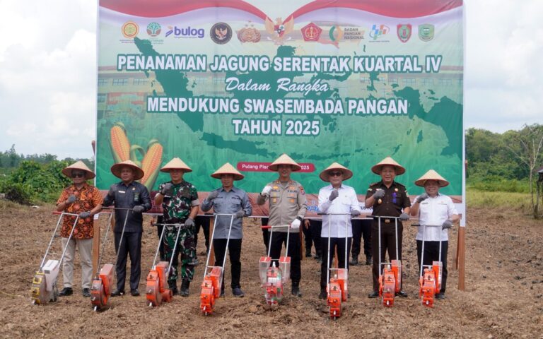 tanam jagung 1